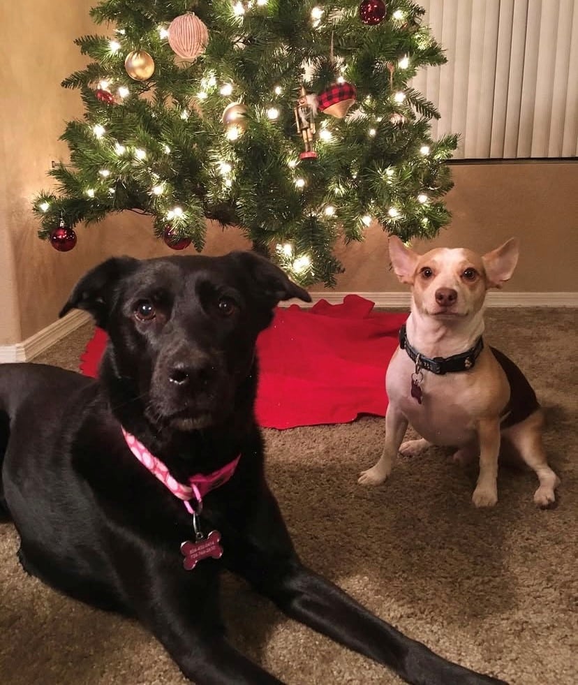 Rescue Puppies loved